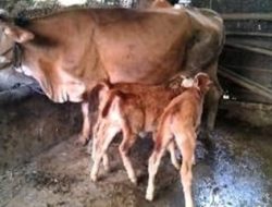 Oknum Lakukan Pungli, Kadis Peternakan Janji Berikan Sanksi