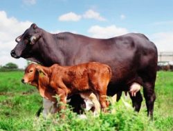 Kuat Dugaan Petugas IB Kecamatan Amarasi dan Kupang Timur Lakukan Pungli