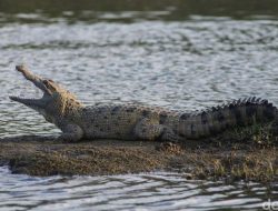 Warga Kelurahan Babau di Mangsa Buaya Muara