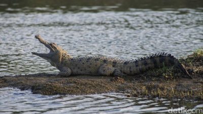 Warga Kelurahan Babau di Mangsa Buaya Muara