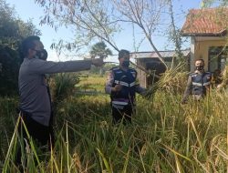 Produktif Dimasa Pandemic, Bhabinkamtibmas Kupang Timur Panen Padi