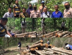 Kayu Jati Hasil Ilegal Logging di Amankan Warga Desa Raknamo