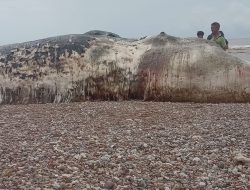 Bangkai Ikan Paus Terdampar di Pantai Panfolok Desa Pantulan