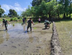Satgas Pamtas RI-RDTL Yonif 743/PSY Bantu Masyarakat Perbatasan Tanam Padi