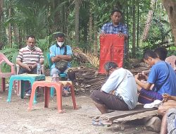 Larangan Dicabut, Warga Desa Oesusu Beramai-ramai Panen Hasil Mamar