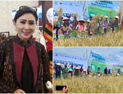 Petani di NTT Panen Padi 11 Ton, Hasil Bantuan Benih dari Bunda Julie