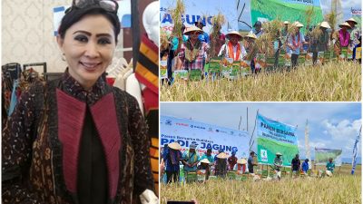 Petani di NTT Panen Padi 11 Ton, Hasil Bantuan Benih dari Bunda Julie