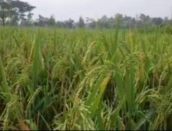 Kesaksian Petani Usai Gunakan Pupuk Organik Bios 44 DC