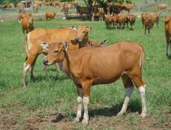 Warga Desa Poto Fatuleu Barat Beberkan Praktik Pungli Oleh Kades Terhadap Penerima Bantuan Sapi