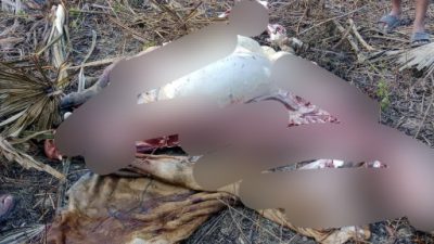 Masyarakat Kecamatan Takari Resah, Aksi Pencurian Ternak Sapi Semakin Marak