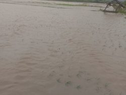 Seratus Hektar Sawah di Desa Nunkurus Alami Gagal Panen, Ini Sebabnya!