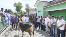 Konsisten Tingkatkan Kapasitas Lembaga Keagamaan, Bupati Kupang Serahkan Hewan Kurban di 3 Masjid